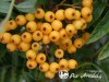 Šermukšnis ,Autumn Spire' (Flanrock) (lot. Sorbus ) -c5